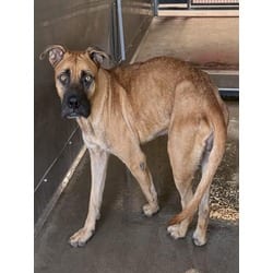 Photo of Raven, adoptable American Pit Bull Terrier Boxer in San Bernardino, California