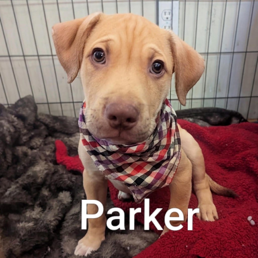 Photo of Parker D12362, adoptable Terrier, American Pit Bull / Husky in Princeton area, Minnesota