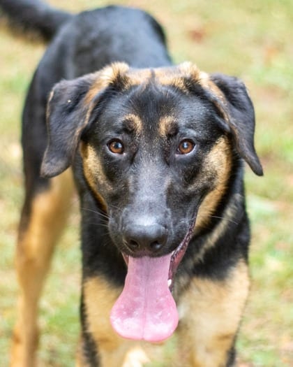 Photo of Dionysus, adoptable dog in Chamblee, Georgia