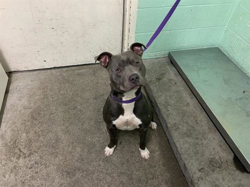 Photo of Poppa, adoptable Pit Bull Terrier in Sacramento, California
