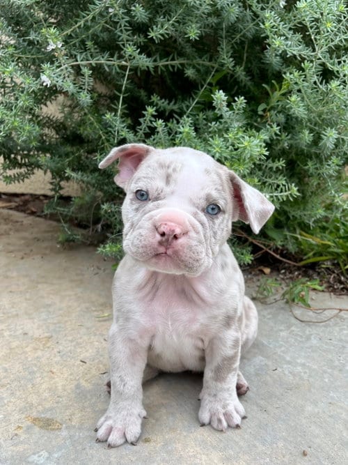 Photo of Thistle, adoptable Bulldog in Menifee, California