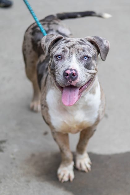 Photo of Jarvinia, adoptable dog in Chamblee, Georgia