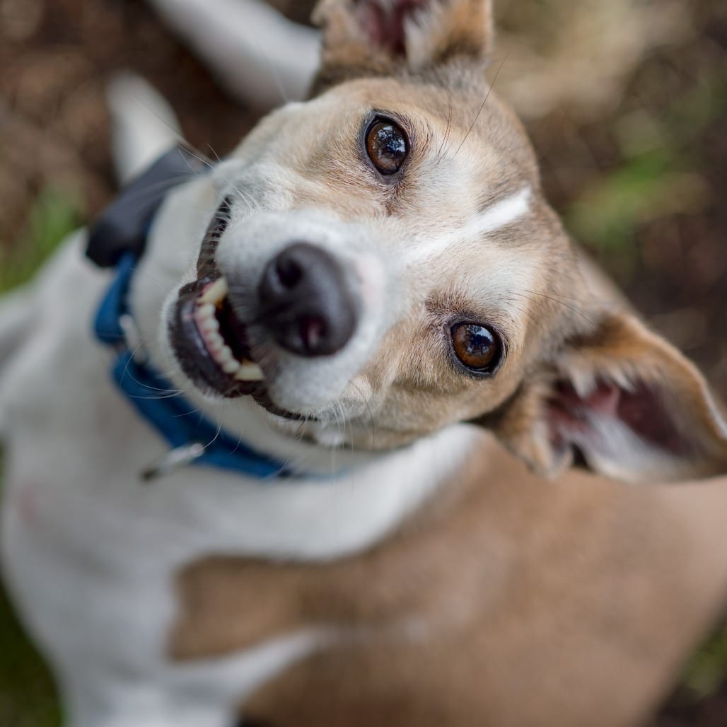 Photo of Zena D12154, adoptable Beagle / Terrier, Jack Russell in Princeton area, Minnesota