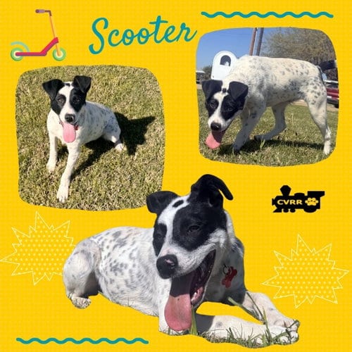 Photo of Scooter, adoptable Australian Cattle Dog/Blue Heeler in Lindsay, California