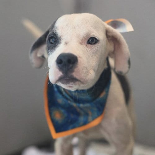 Photo of Laika, adoptable American Staffordshire Terrier in San Antonio, Texas