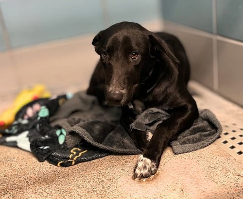 Photo of Lapis, adoptable Border Collie in Houston, Texas