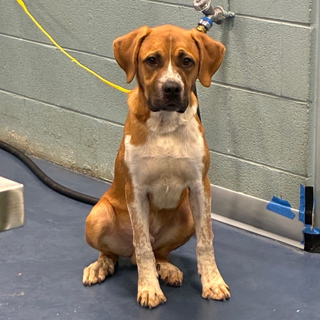 Photo of Ninja, adoptable Hound in Greensboro, North Carolina