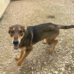 Photo of Stripe 5926, adoptable Shepherd (Unknown Type) Mixed Breed (Medium) in Loxahatchee, Florida