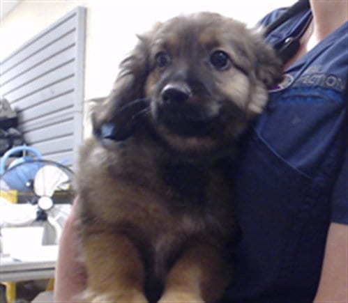 Photo of Doyle, adoptable German Shepherd Dog in Denver, Colorado