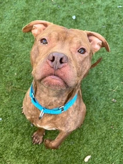 Photo of Akron, adoptable dog in Baltimore, Maryland