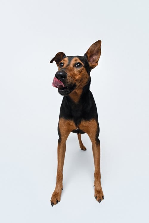 Photo of Ziggy, adoptable Doberman Pinscher in Houston, Texas