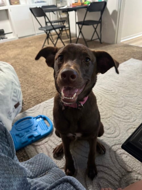 Photo of Wednesday Surprise : Blair (Bonnie), adoptable Wheaten Terrier in Aurora, Indiana