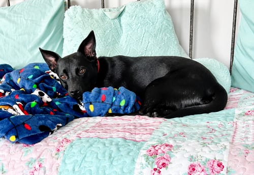 Photo of Joe Faith, adoptable Australian Cattle Dog/Blue Heeler in Nashville, Tennessee