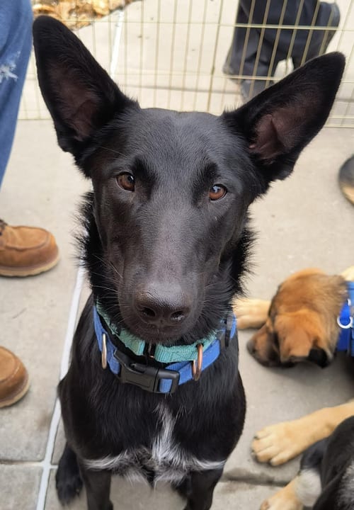 Photo of Loki, adoptable Belgian Shepherd Malinois in Kansas City, Missouri