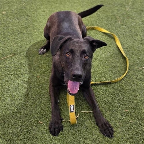 Photo of Koi, adoptable Labrador Retriever in Las Vegas, Nevada