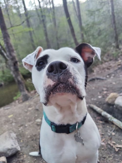 Photo of Olive, adoptable American Bulldog in Rutherfordton, North Carolina