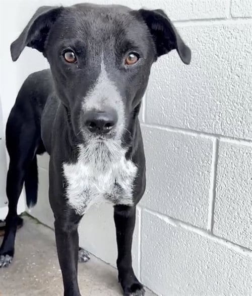 Photo of Ambrose, adoptable Pit Bull Terrier in Houston, Texas