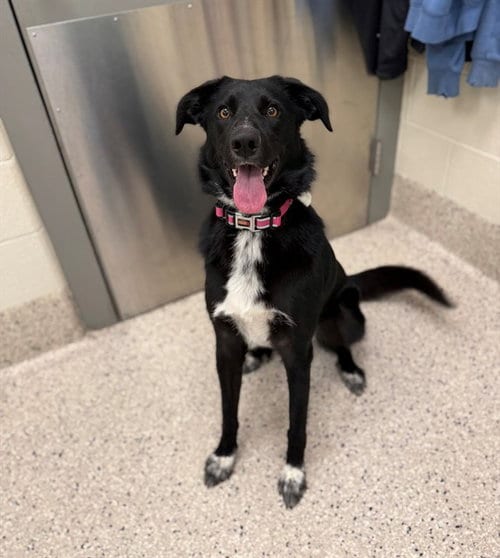 Photo of Shadow, adoptable Border Collie in Brighton, Colorado