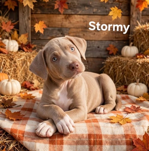 Photo of Stormy, adoptable Labrador Retriever in Newark, Delaware