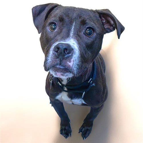 Photo of Mason, adoptable Pit Bull Terrier in St Louis, Missouri