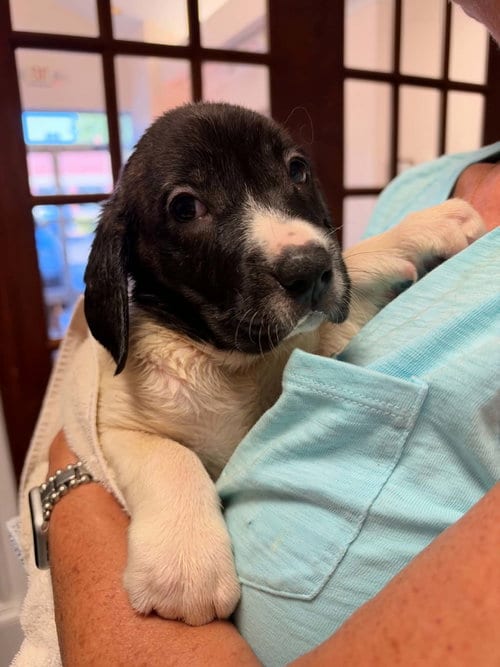 Photo of Hunter - Halloween Litter, adoptable Anatolian Shepherd in Holly Springs, North Carolina