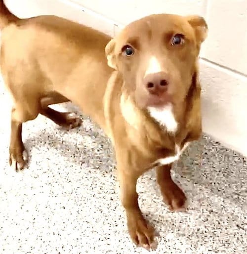 Photo of Amber, adoptable German Shepherd Dog in Houston, Texas