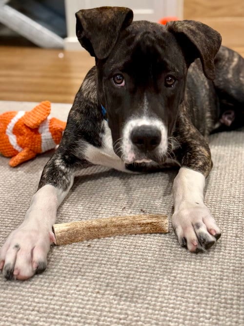 Photo of Jesse, adoptable Hound in Sunnyvale, California