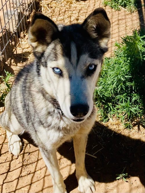 Photo of Java, adoptable Siberian Husky in Cedar Crest, New Mexico