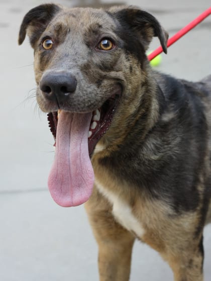 Photo of Quarter Pounder - IN FOSTER, adoptable dog in Chamblee, Georgia