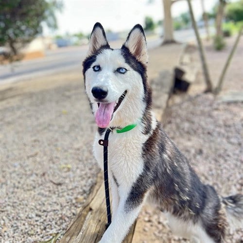 Photo of Winona, adoptable Siberian Husky in Phoenix, Arizona