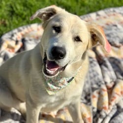 Photo of Sunflower, adoptable Great Pyrenees Shepherd (Unknown Type) in Santa Maria, California