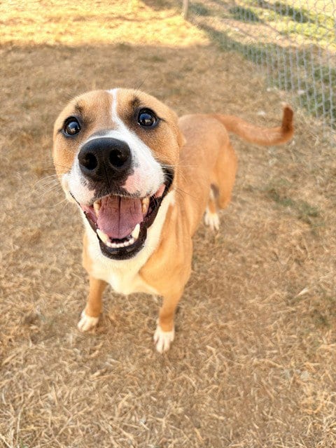 Photo of Dolly Barkton, adoptable Pit Bull Terrier in Killeen, Texas