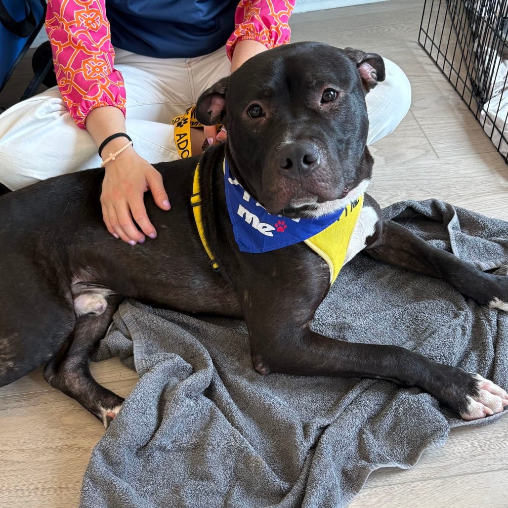 Photo of Thor, adoptable Mixed Breed (Medium) in Summerville, South Carolina