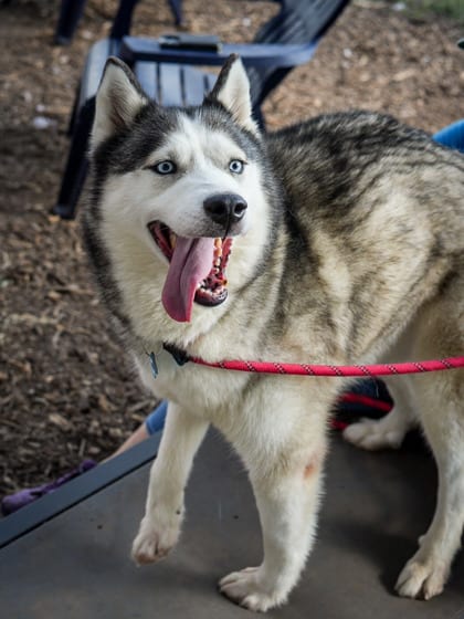 Photo of Ice Spice, adoptable dog in Chamblee, Georgia
