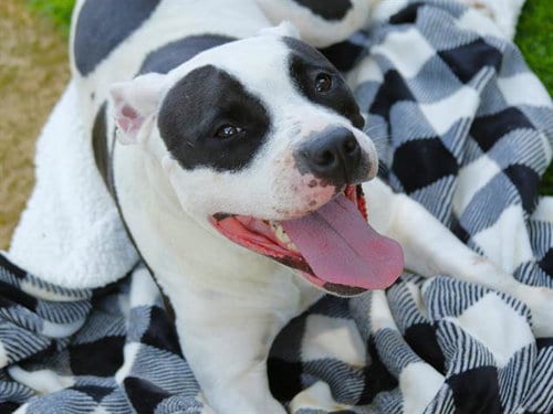 Photo of Andi, adoptable Staffordshire Bull Terrier in Tallahassee, Florida