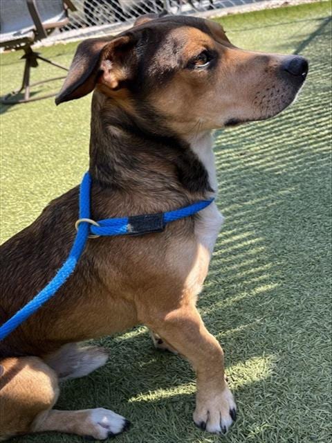 Photo of Dobby, adoptable Basset Hound in Newton, North Carolina