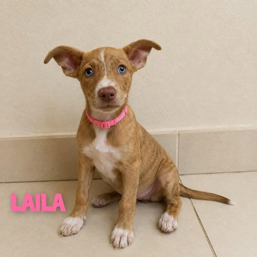 Photo of Laila, adoptable Terrier in St. Augustine, Florida
