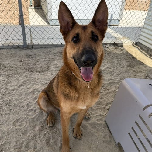 Photo of Dawn, adoptable German Shepherd Dog in Thousand Palms, California