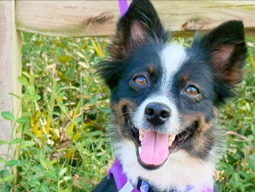 Photo of Amethyst, adoptable Unknown breed (medium coat) in Germantown, Ohio