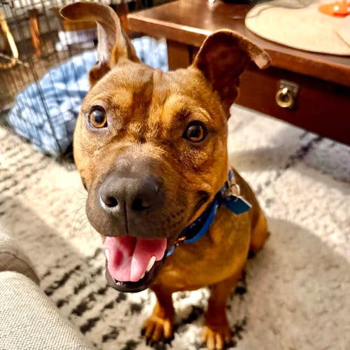 Photo of Newman, adoptable Pit Bull Terrier in Oakland, California