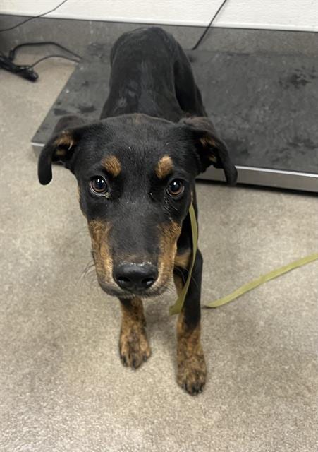 Photo of Smalls, adoptable Pit Bull Terrier in HESPERIA, California