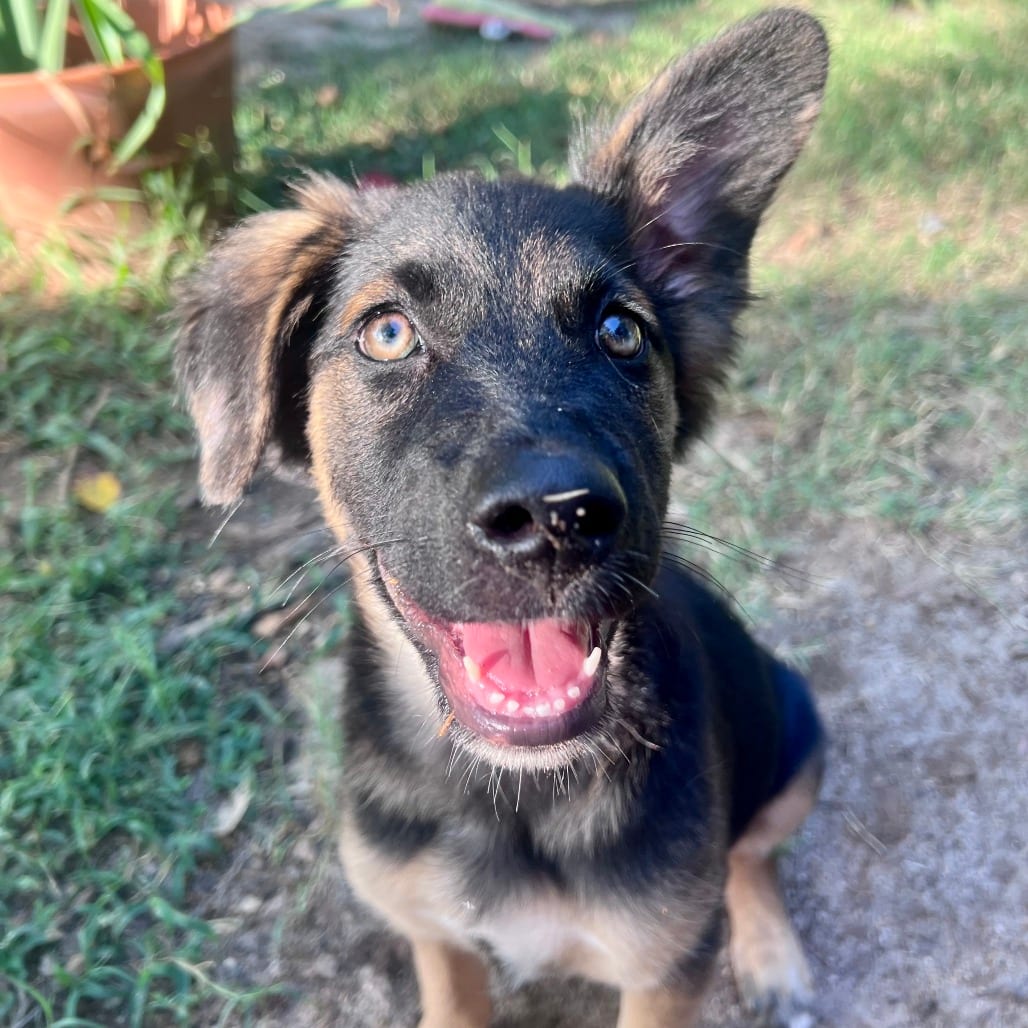 Photo of Cannellini Bean, adoptable Shepherd, German in Raleigh area, North Carolina