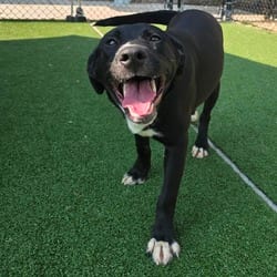 Photo of Santa Clarita, adoptable Labrador Retriever Mixed Breed (Medium) in Chatham, Virginia
