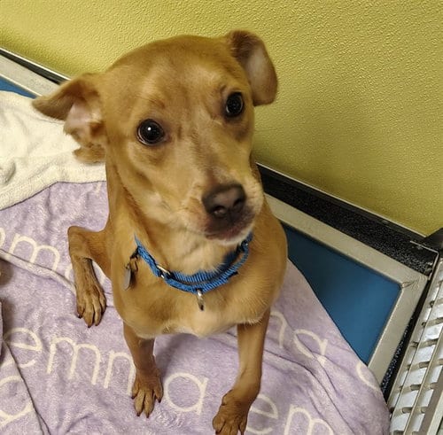 Photo of Charlie, adoptable Australian Cattle Dog/Blue Heeler in St Louis, Missouri