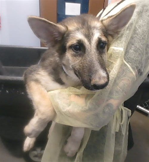 Photo of Possum, adoptable German Shepherd Dog in Phoenix, Arizona