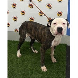 Photo of Kane, adoptable American Pit Bull Terrier in Land O'Lakes, Florida