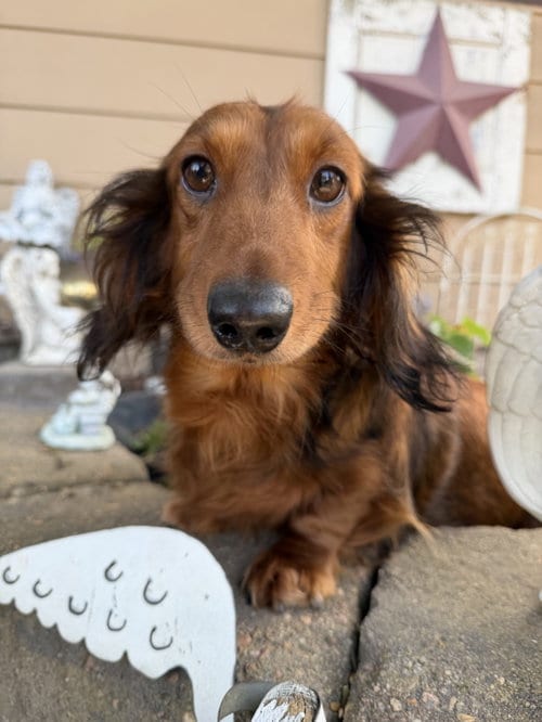 Photo of Louella, adoptable Dachshund in Sioux Falls, South Dakota