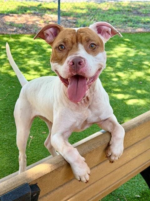 Photo of Julie, adoptable American Pit Bull Terrier in Fort Myers, Florida