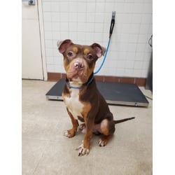 Photo of Brownie, adoptable American Pit Bull Terrier in Loveland, Colorado