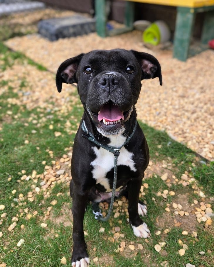 Photo of Pennelope, adoptable Mixed Breed in Douglasville, Georgia